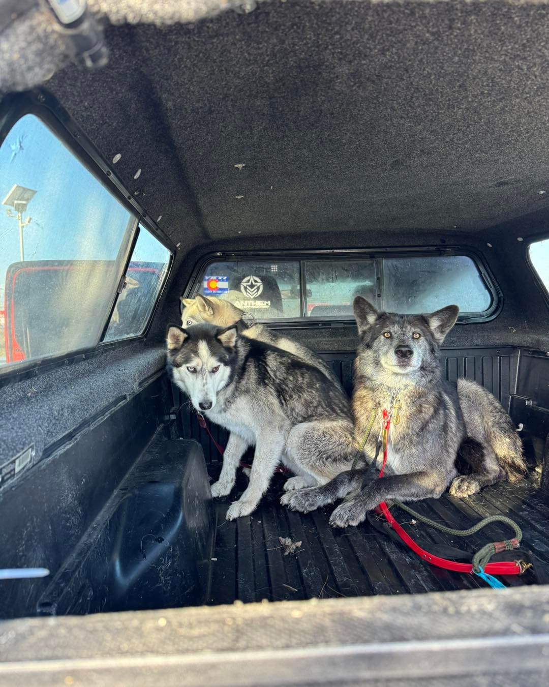 Las autoridades llamaron al animal durante al menos 30 minutos hasta que finalmente se calmó lo suficiente como para acercarse a los dos perros esquimales con los que vive, Max y Sky, y luego a su dueño.