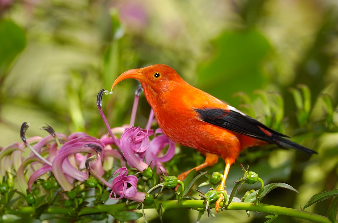 `I`iwi (Drepanis coccinea)