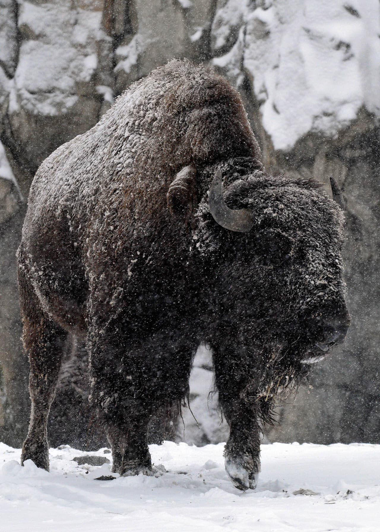 Leoti, uno de los bisontes del zoológico de Brookfield.