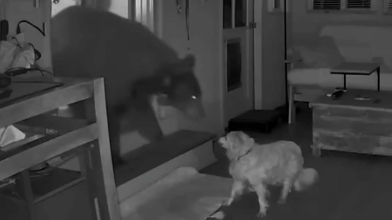 Video muestra como un perro se enfrenta a oso negro que irrumpió en una casa en Monrovia
