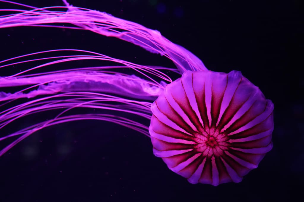 <b>Una atracción para conocer el océano: </b>Además de mostrar medusas, el museo busca explicar su función dentro de los ecosistemas marinos. Los guías hablan sobre las diferentes especies y la importancia de protegerlas. Sus responsables esperan que los visitantes terminen el recorrido con mayor conocimiento sobre estos animales y comprendan que, detrás de sus movimientos hipnóticos, existe una parte importante de la vida marina.