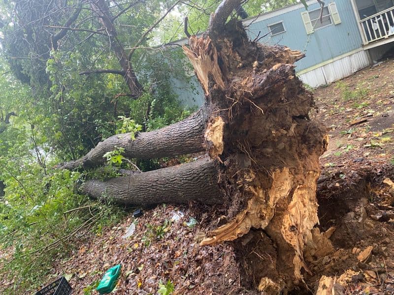 Un árbol cayó en un parque de casas móviles en Martin Luther King Jr Blvd.