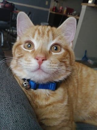 Zimba, de Gloria, tiene seis meses.