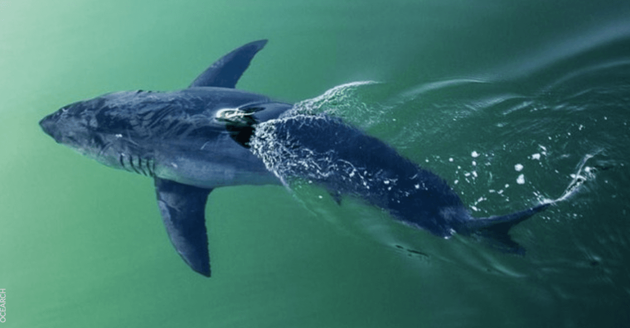 Rastrean a un tiburón blanco de 12 pies en las costas de Florida