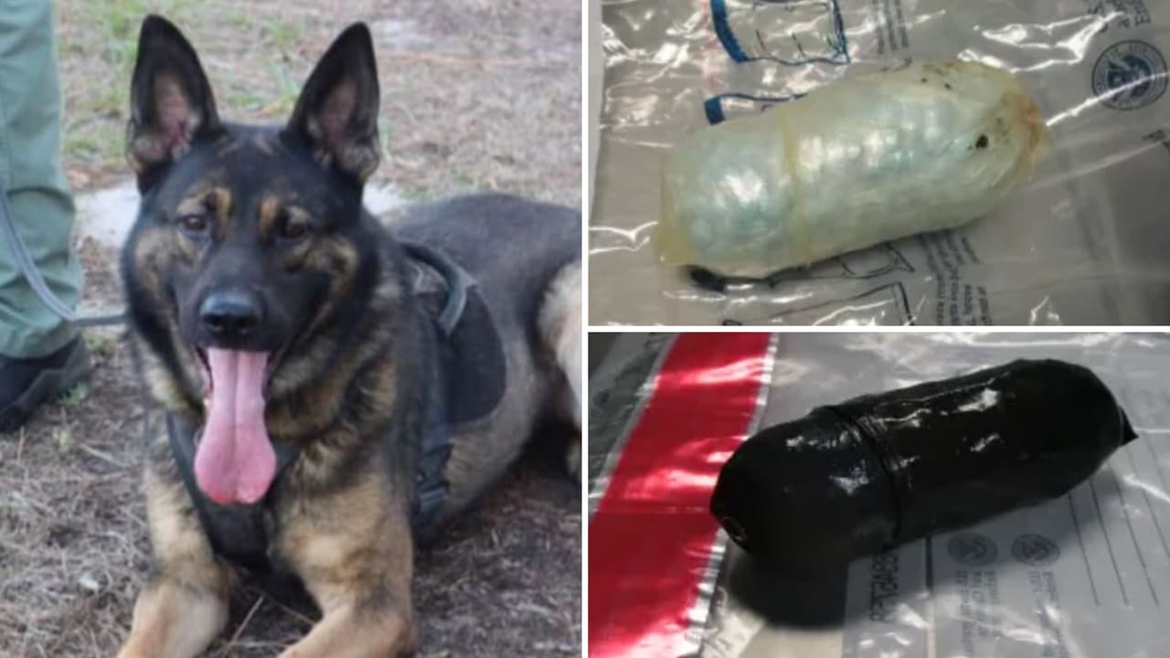 Una pareja es arrestada luego de que un perro policía detectara que llevaban fentanilo oculto en esta parte de su cuerpo