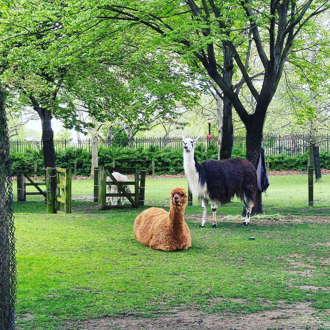 Visita al zoológico: Los zoológicos suelen ofrecer actividades de verano especiales para los chicos en vacaciones. Visita la página del zoológico local (y el pronóstico del tiempo) para ver cuándo puedes llevar a tu familia.