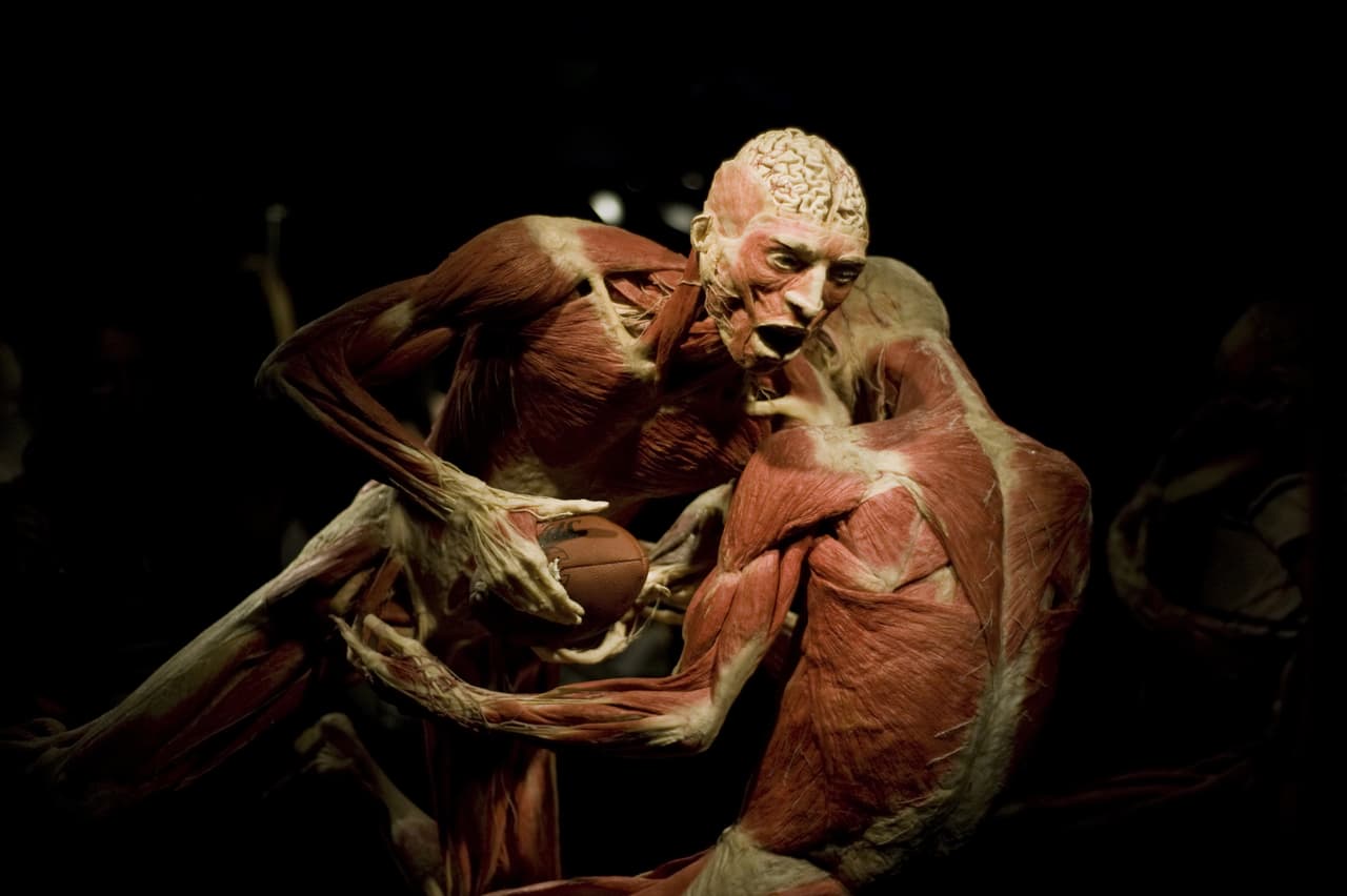 La muestra ha recorrido varios países del mundo, y es impactante porque incluye cadáveres humanos "plastinados" (a los que se les han extraído los líquidos para sustituirlos por silicona), órganos, momias y fetos. El objetivo es invitar a los asistentes a conocer el funcionamiento del cuerpo humano y promover la adopción de hábitos de vida saludable.