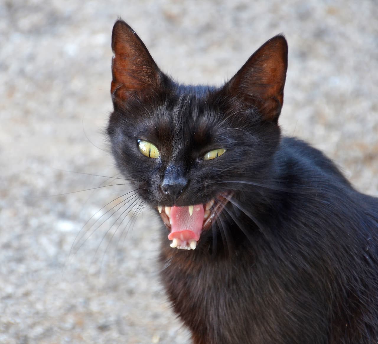 Por otro lado, el gato no se caracteriza por ser un animal obediente. Sino todo lo contrario, son seres independientes y esto para muchas personas es algo desconcertante.