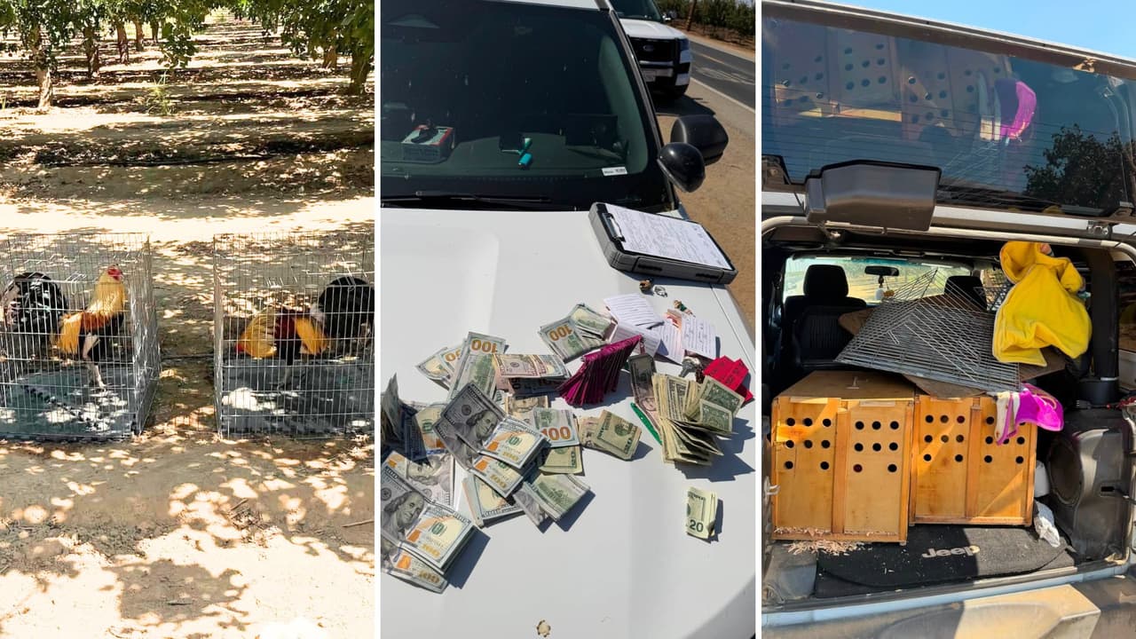 “Sí había unos animales muertos”: Pelea ilegal de gallos deja a 4 personas detenidas y más de 20 animales a salvo en Tulare