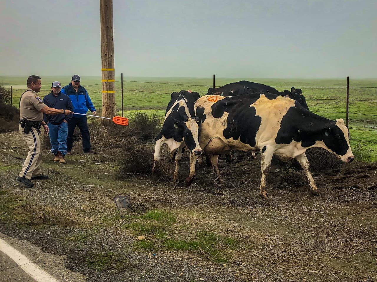 Los tres animales, que se encontraban en Sandy Mush Road, en Merced, no quisieron hacerle caso al oficial de la Patrulla de Caminos. Por eso, debieron recurrir a sus amigos granjeros: Bob Erickson y Joey Cozzi.