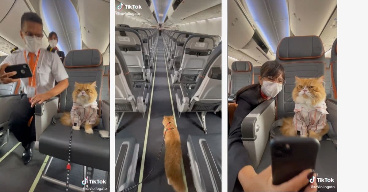 Conoce quién es el gato influencer tan famoso que hasta los pilotos quieren una foto con él