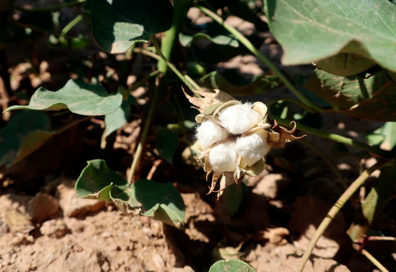 El río Colorado transporta nieve derretida de las Montañas Rocosas y otros afluentes a través de siete estados del oeste, proporcionando agua potable, alimento para cultivos y hábitat para plantas y animales. El lago Mead y el lago Powell, los dos embalses más grandes del río, son populares entre la población y sus presas producen energía hidroeléctrica para la región.