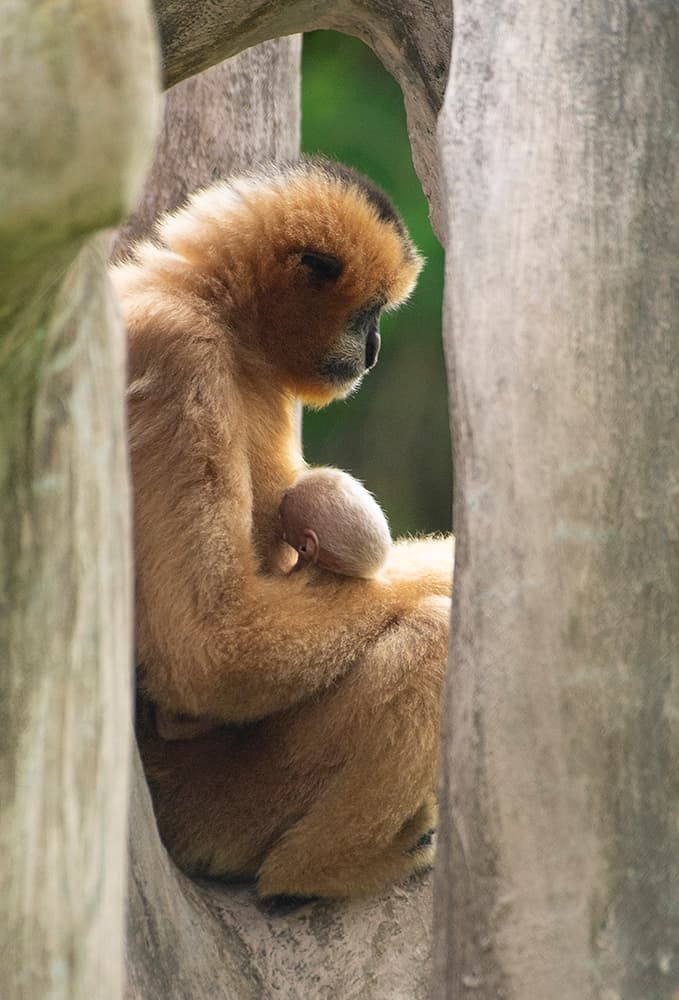 “Millie” mantuvo a su cría muy cerca a ella todo el tiempo mientras visitaba varias áreas de su hábitat, y también se le vio alimentándolo. El plan del zoológico será presentárlos poco a poco a los orangutanes con los que comparten espacio en el zoológico, hasta que los funcionarios se sientan que pueden estar todo el día juntos.
<br>
<br>