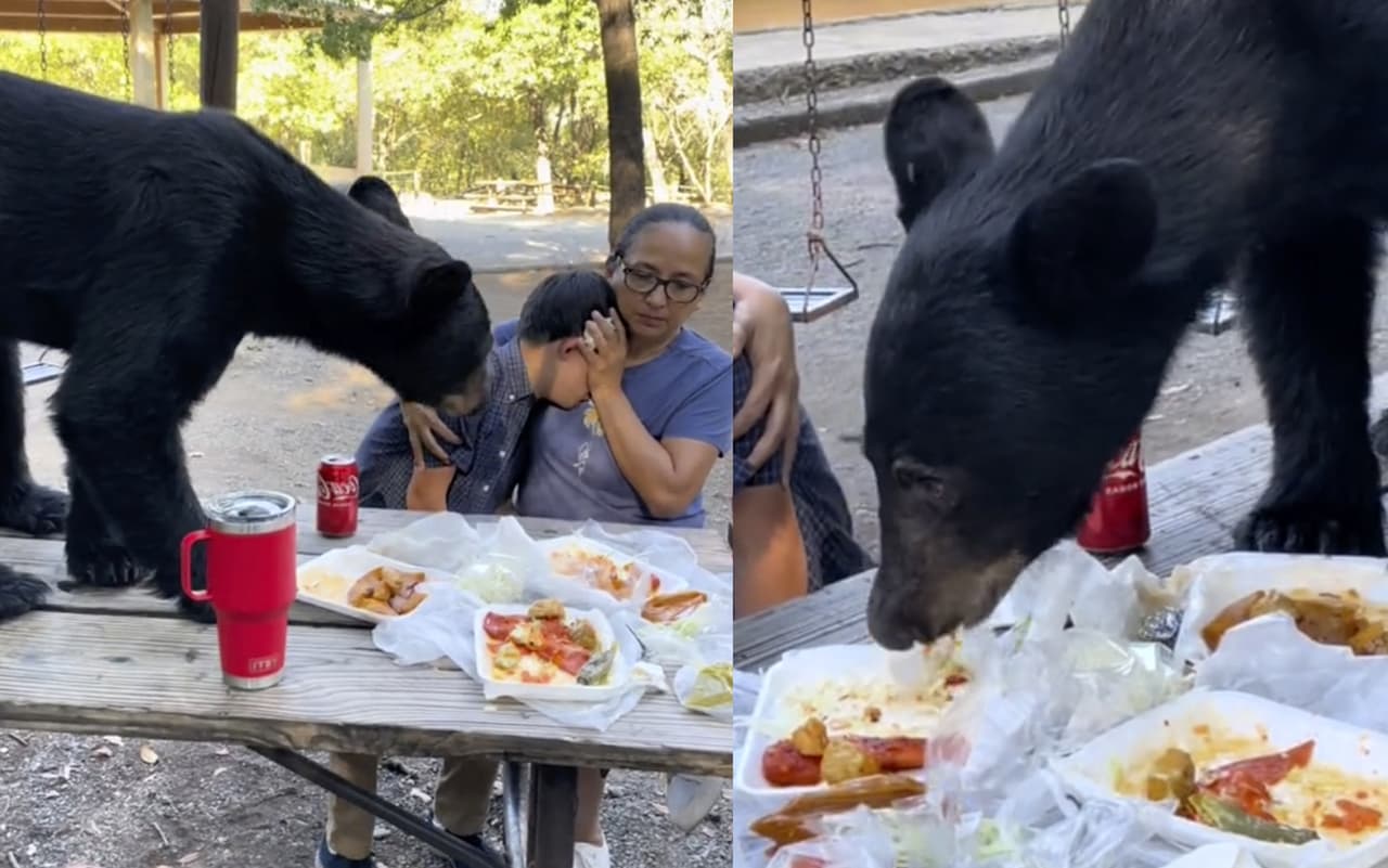Oso se come la comida de una familia en parque de Monterrey, Nuevo León, México