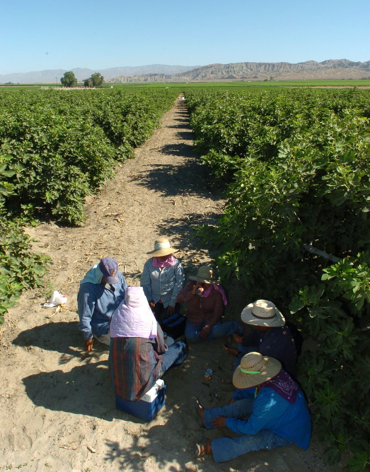 Varios trabajadores agrícolas toman un descanso en los campos de Coachella, en California.