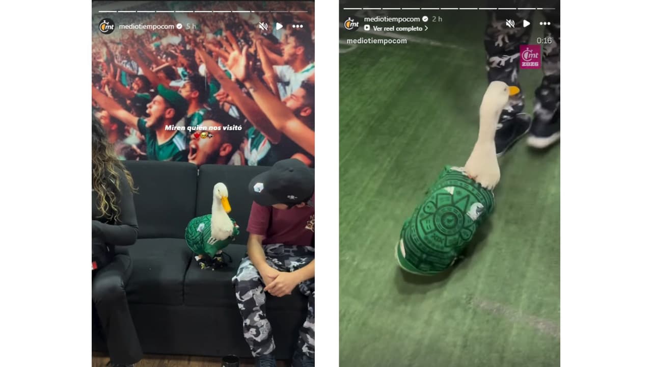 Pato Merlín reapareció sano y salvo.