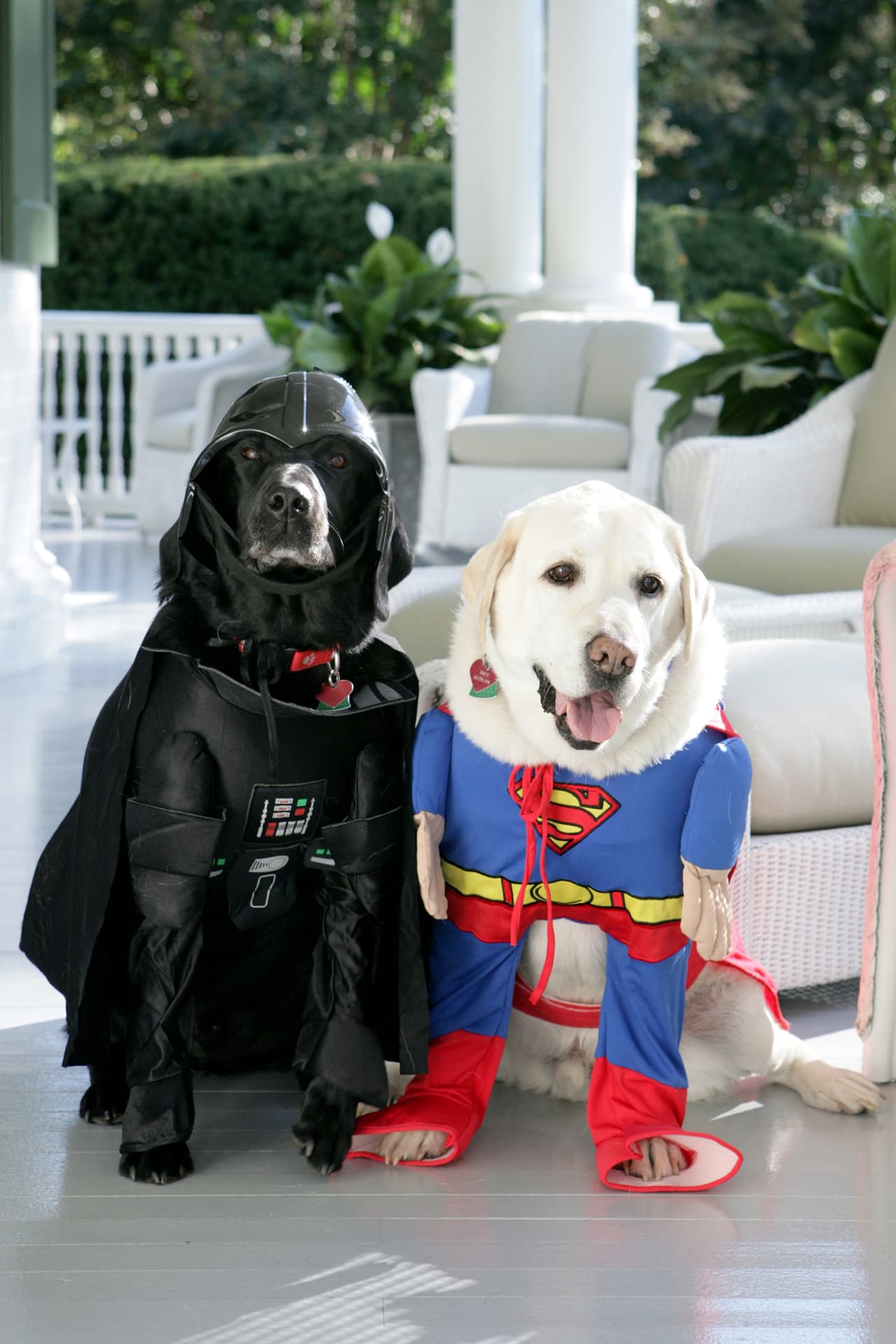 Los perros del vicepresidente de George W. Bush, Dick Cheney, posan para una fotografía el día de Halloween de 2007.