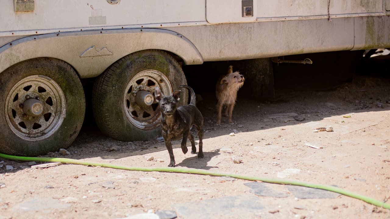 A uno de los perros se les tuvo que hacer una radiografía porque tenía varias lesiones provocadas por los disparos que le dieron con una pistola de aire.