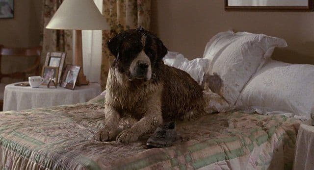 La historia gira en torno a 'Beethoven', un can de raza San Bernardo que es adoptado por la familia Newton, la cual está integrada por el matrimonio de George y Alice; además de sus tres hijos Ryce, Ted y Emily.