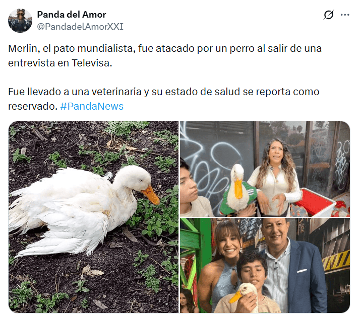 Se reportó que supuestamente el pato Merlín había sido atacado por un perro.