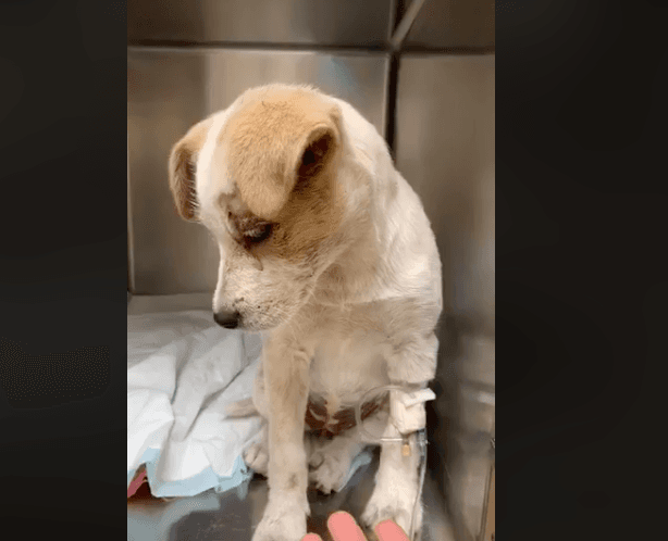 La organización publicó en sus redes sociales las fotografías del animal en búsqueda de apoyo económico para pagar las cirujías, en total solicitó 1,000 dólares. Sin embargo, tres días después, la comunidad se ha unido y ya ha sumado 4,223 dólares.