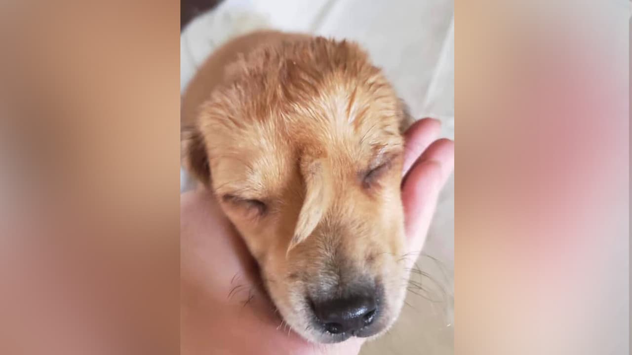 A través de las redes sociales Mac the pitbull indicó: "¡Nuevo rescate! este cachorro fue encontrado junto con otro perro más grande, el perrito tiene una cola saliendo de la frente y una lesión en el pie. Estamos agradecidos de que este bebé y su amigo estén a salvo del frío”.