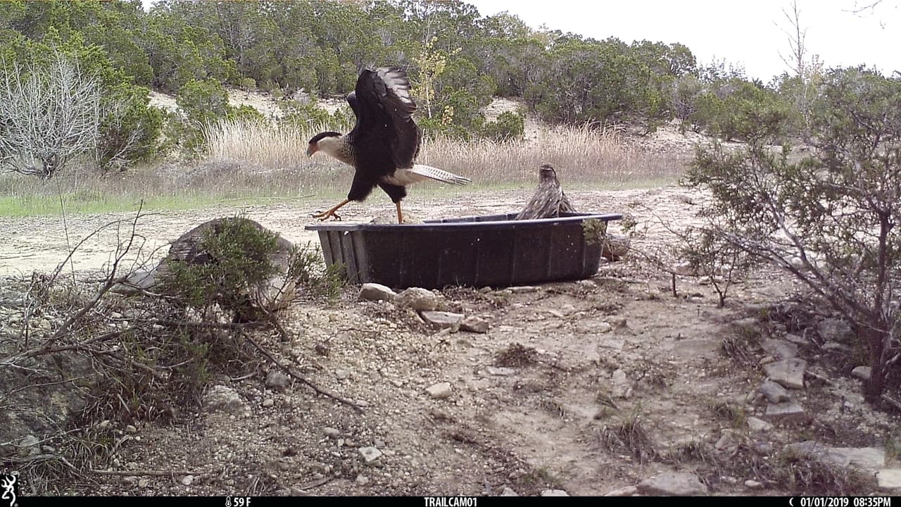 Estas aves son conocidas como caracaras, una especie que es familiar de los falcones o halcones. Aves con garras fuertes y que buscan presas pequeñas, las cuales podrian hallar en estos abrevaderos.