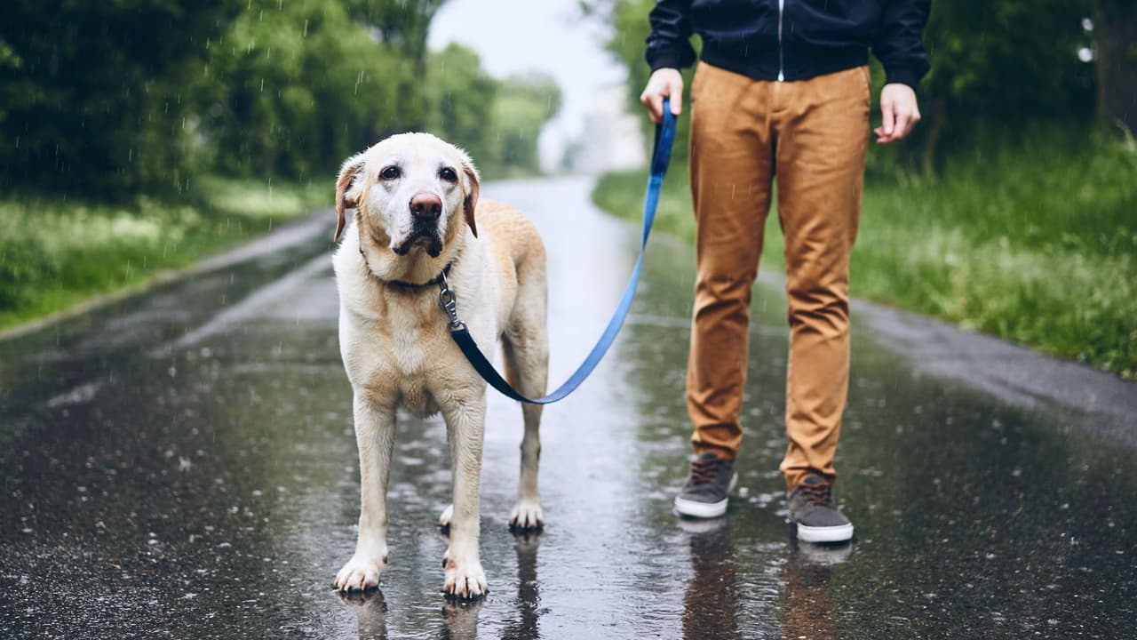 Mantenga a los niños y las mascotas alejados de las inundaciones y evite las áreas al aire libre que se hayan inundado recientemente. Quítese los zapatos y limpie las patas de los animales antes de regresar al interior.
<br>