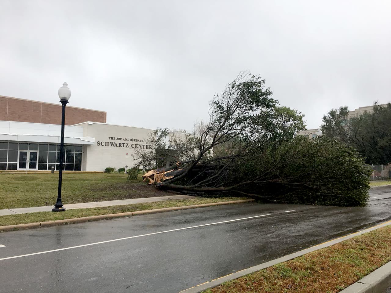 Florence derribó decenas de árboles en el centro de Wilmington.
