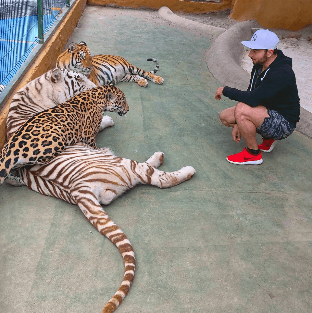 Para
<b>Beto Sierra</b> los felinos son sus favoritos y ha tenido varios tigres en su propia casa, con los permisos adecuados.