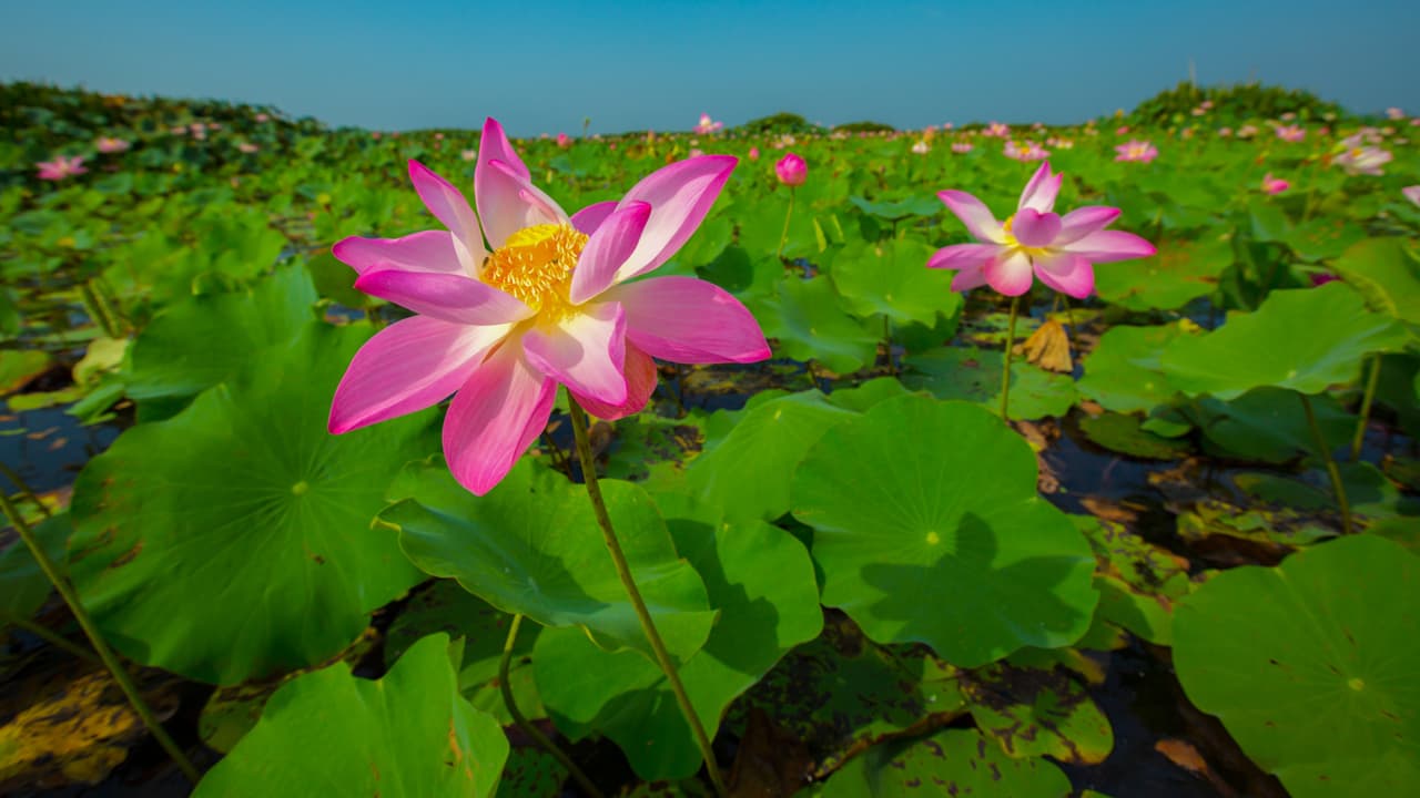 <b>FLOR DE LOTO</b>
<br>La flor sagrada del oriente, tiene múltiples propiedades espirituales y benéficas para nuestro bienestar. Si quieres tener éxito y abundancia en tu vida, siempre tenlas a la mano.
