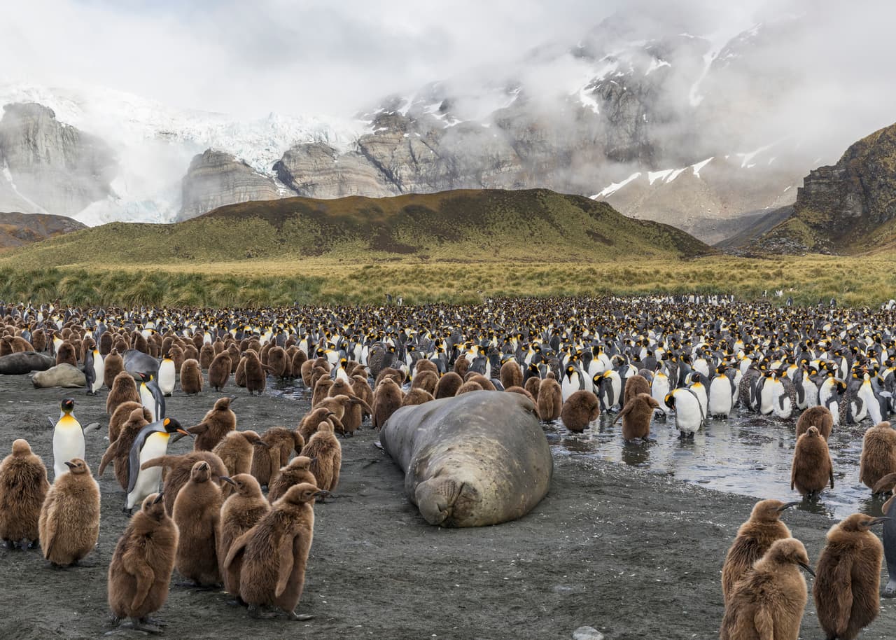 "En el océano Austral, las aves marinas, entre ellas muchas especies de pingüinos -incluso todas- así como algunos mamíferos marinos (como el león marino subantártico) podrían hacer frente al mismo dilema", subrayaron los autores del estudio.