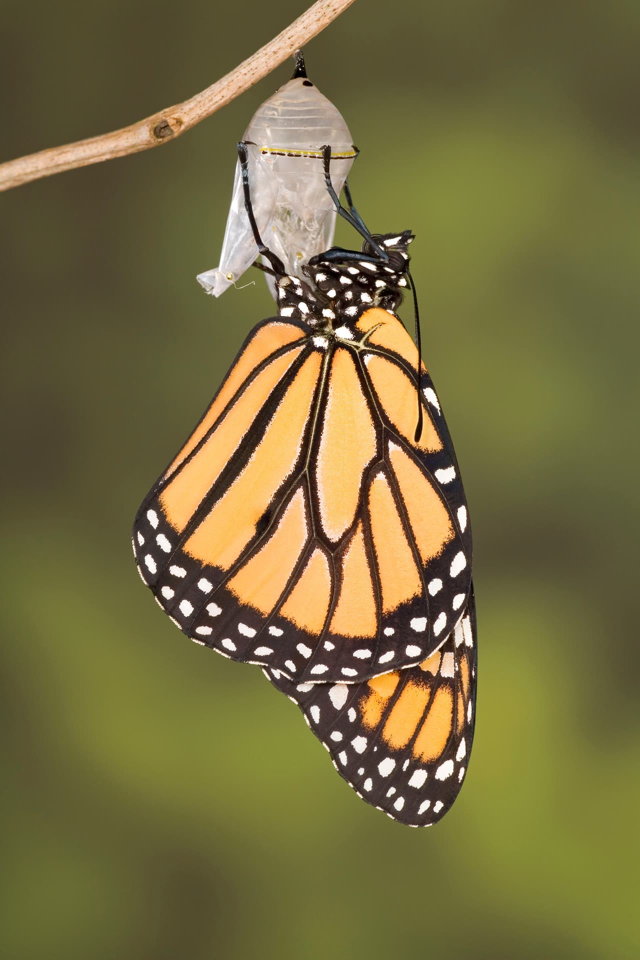 Algunas de las posibles causas en la disminución de la población registrada son los efectos del cambio climático, aseguran los investigadores.