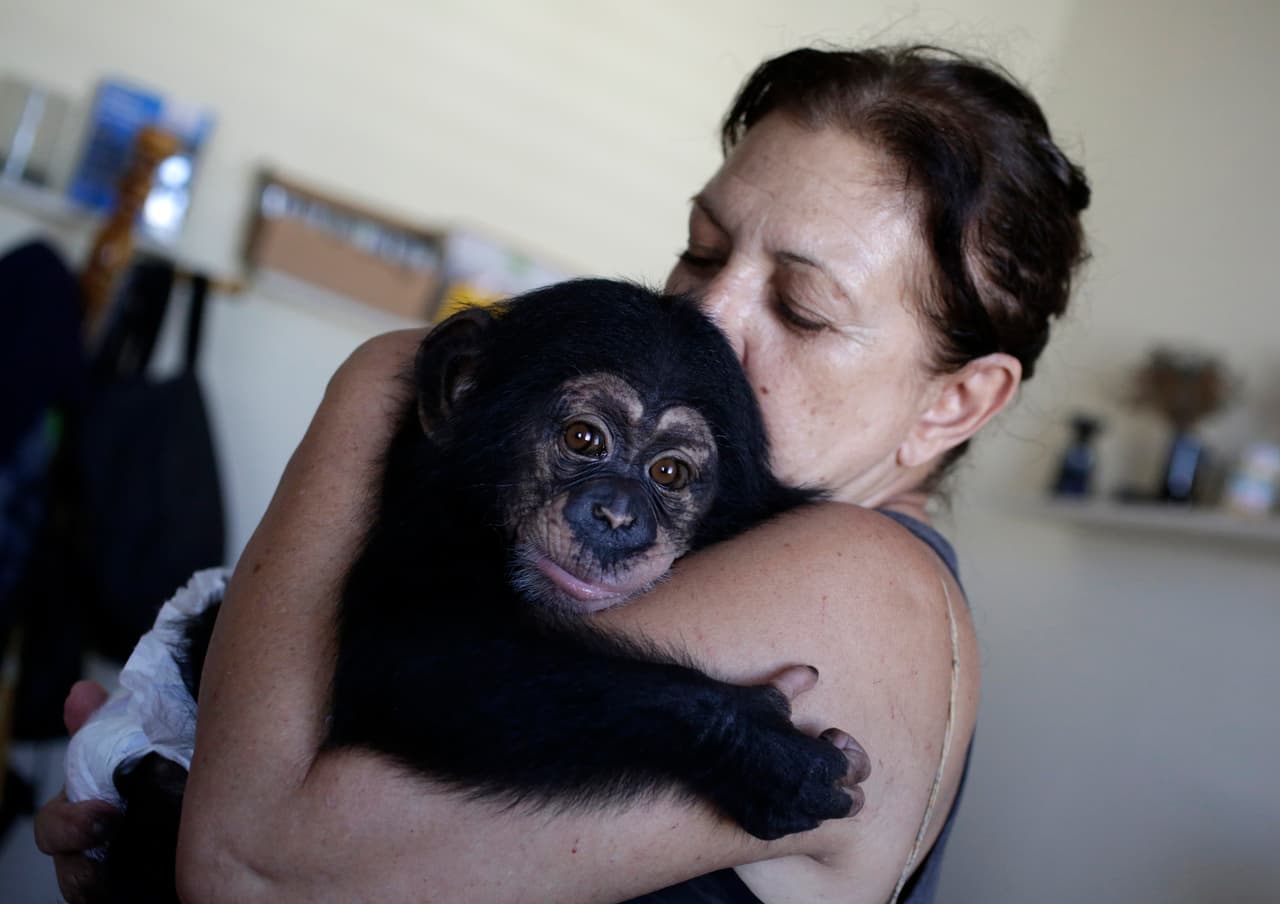 Cuban biologist Marta Llanes, 62, hugs and kisses to Anuma, a six months male chimpanzee, in her house in Havana, Cuba July 8, 2016. Enrique de la Osa