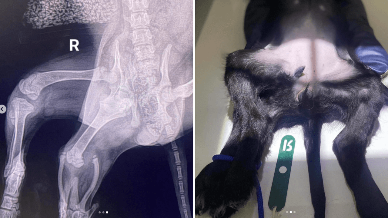 Ella es Ariel, la perrita de 6 patas que cautivó al Internet con su historia.