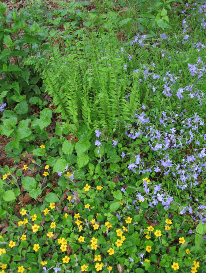 El Jardín Botánico de Asheville es una iniciativa independiente y sin fines de lucro. Cuenta con 10 hectáreas dedicadas al estudio y promoción de las plantas nativas de los Apalaches del Sur. Dirección: 151 W T. Weaver Boulevard, Asheville, NC 28804.