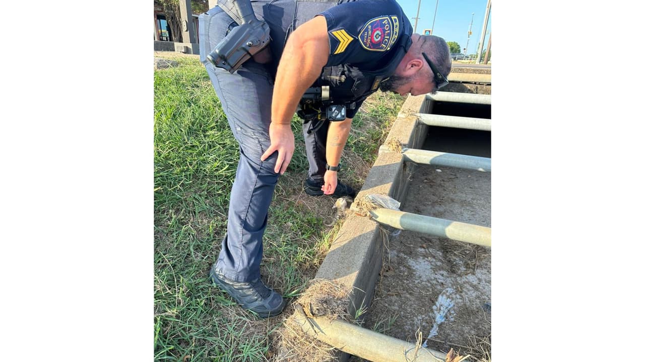 El pasado 28 de agosto, un
<b> agente que llegaba a la comisaría</b> vio un pequeño movimiento cerca de una alcantarilla.