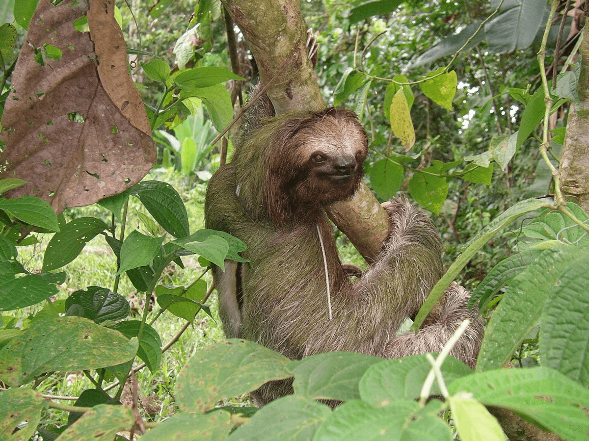 Olor. Estos animales no desprenden un mal olor porque no sudan. Eso sí, con frecuencia tienen sobre su pelo cianobacterias y algas, lo que les da una apariencia verdosa. Esta cobertura natural les sirve de camuflaje para evitar sus depredadores como las águilas arpías, coyotes, felinos como el Puma y Jaguares entre otros