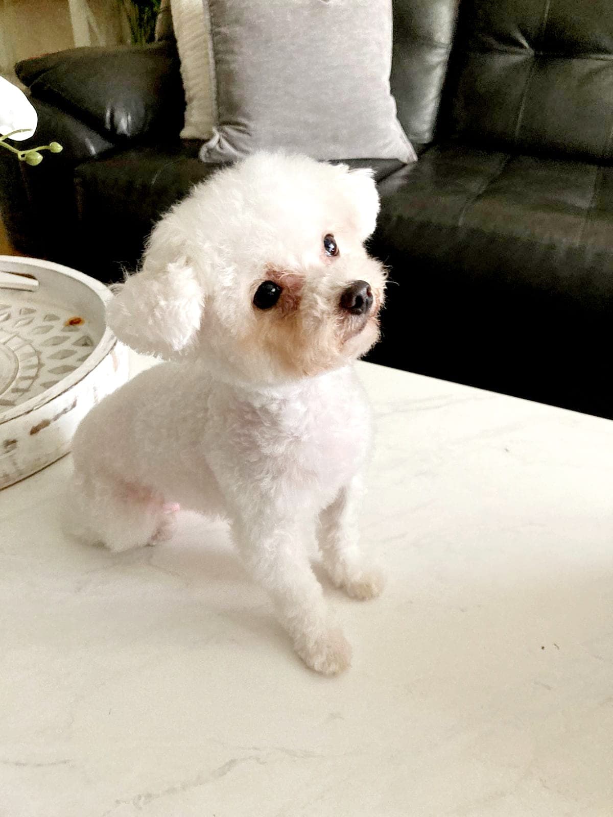 Día Nacional de las Mascotas