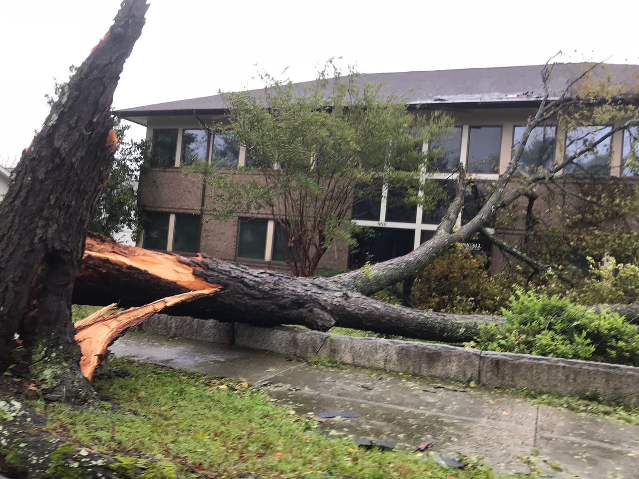 El huracán Florence arranco árboles de raíz en el centro histórico de Wilmington. El ojo del Huracán pasó muy cerca de esta zona de Carolin a del Norte.