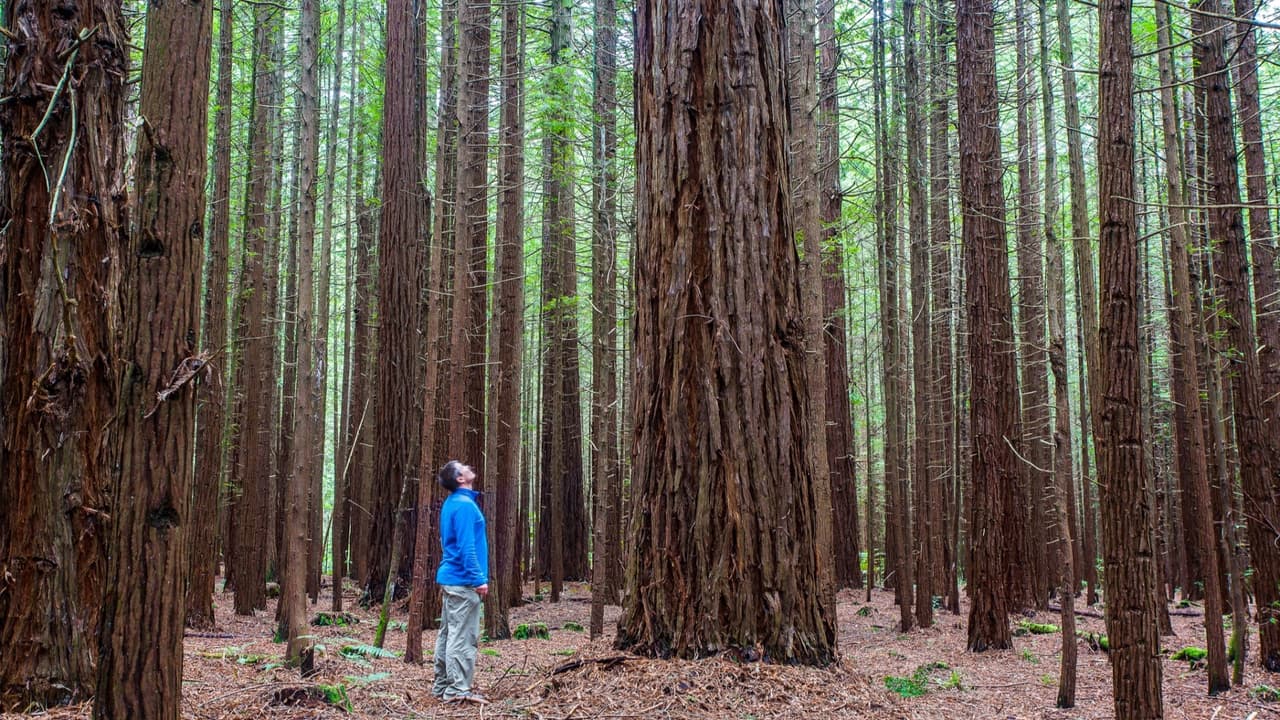 Árboles en lugar de tumbas: esta compañía de Silicon Valley busca reinventar los cementerios de EEUU