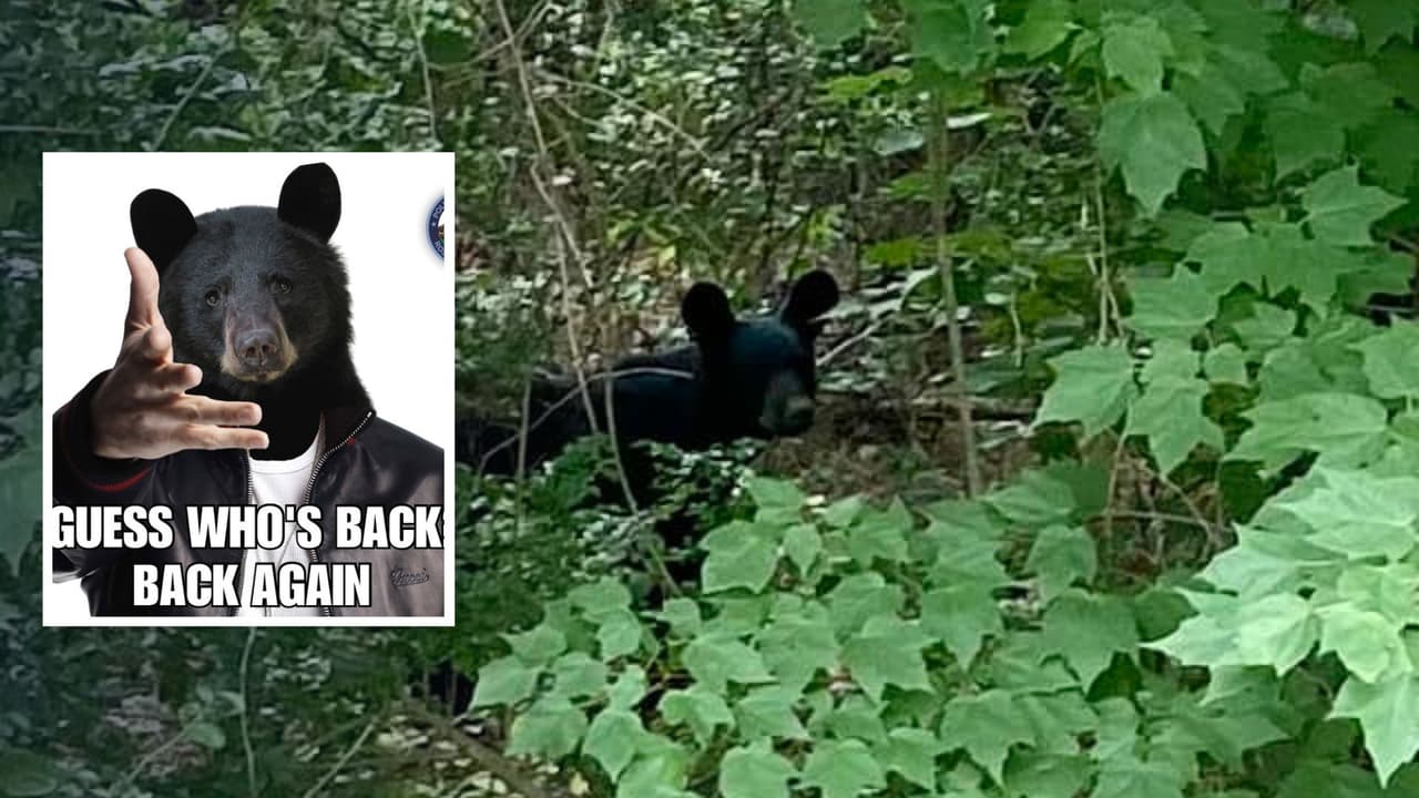 ¿Adivina quién está de vuelta, de vuelta otra vez? Oso negro es captado en vecindario de Roswell