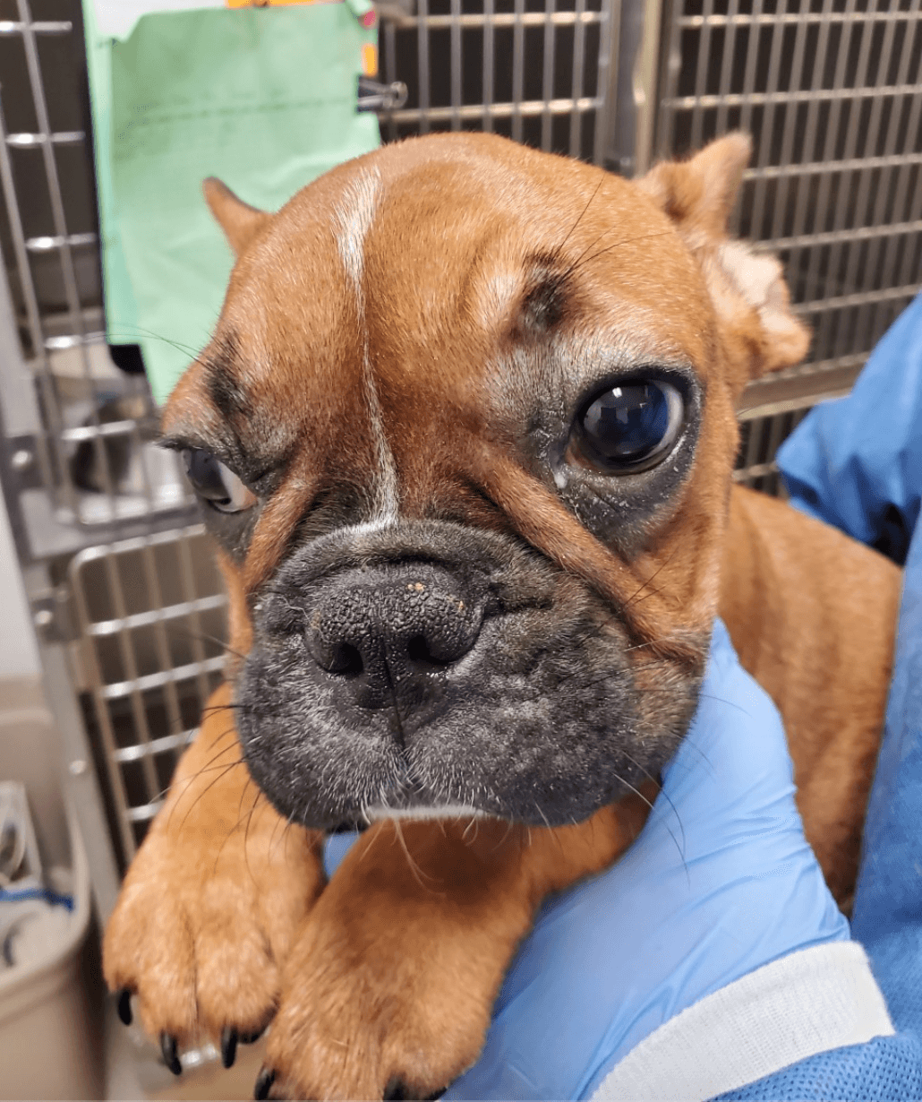 Se le pidió ayuda al grupo de "Chicago French Bulldog Rescue", y posteriormente enviaron a los cachorros a los veterinarios del área. Los cachorros permanecen aislados, pero el grupo dice que los CDC ahora exige el regreso de los cachorros.
<br>
<br>"No sabemos si volverán a sobrevivir a toda esta terrible experiencia", dijo Mary Scheffke, del grupo Chicago French Bulldog Rescue.