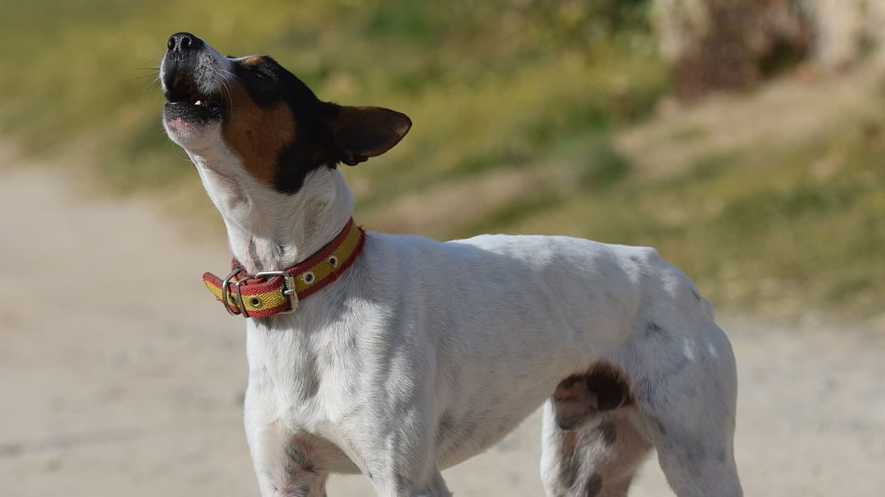 <h3 class="cms-H3-H3">Dallas exige evidencia más concreta</h3> En Dallas, las quejas por perros que ladran
<b>pueden reportarse al 311.</b>
<br>La ciudad pide detalles como
<b>dirección, fecha, hora y descripción del incidente.</b>
<br>👉🏻 Pero hay un punto importante: para presentar una queja externa ante la oficina del fiscal,
<b>el perro debe ser grabado ladrando de forma consecutiva durante 15 minutos o más, </b>según Dallas Animal Services.
<br>No basta con decir
<b>“el perro ladra mucho”.</b>
<br>Lo recomendable es
<b>anotar cuándo ocurre, cuánto dura y desde dónde se escucha.</b>