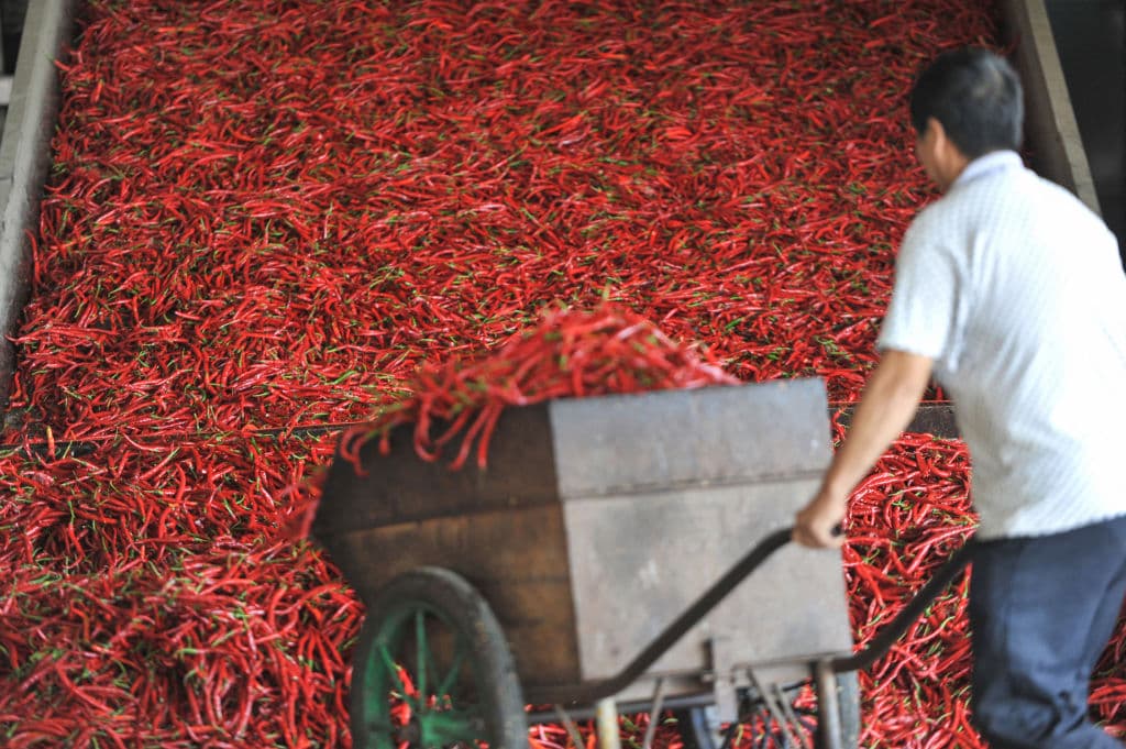 Dos estadounidenses ganan el Premio Nobel de Medicina: ¿por qué el chile fue clave en su investigación?
