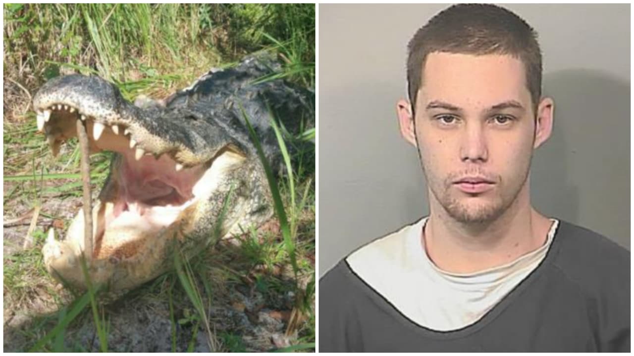 Caiman de 11 pies se come hombre en Florida