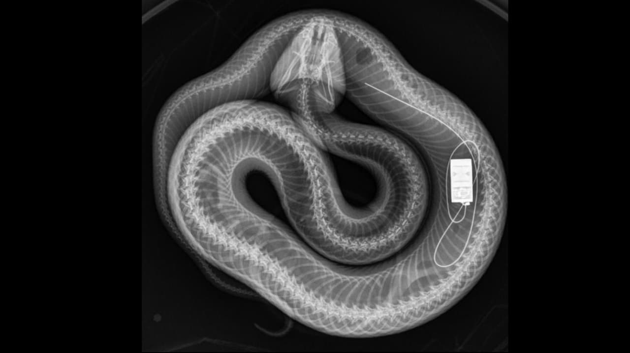 Cirujanos del zoológico de Miami estaban rastreando a la pitón y para ello le colocaron un chip rastreador.
<br>