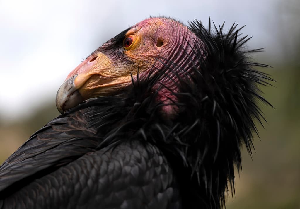 Esta semana, el Servicio de Inspección Sanitaria de Animales y Plantas del Departamento de Agricultura de Estados Unidos informó el comienzo de un estudio piloto, cuyo fin es vacunar al cóndor de California contra una cepa mortal de la gripe aviar, conocida como la H5N1.