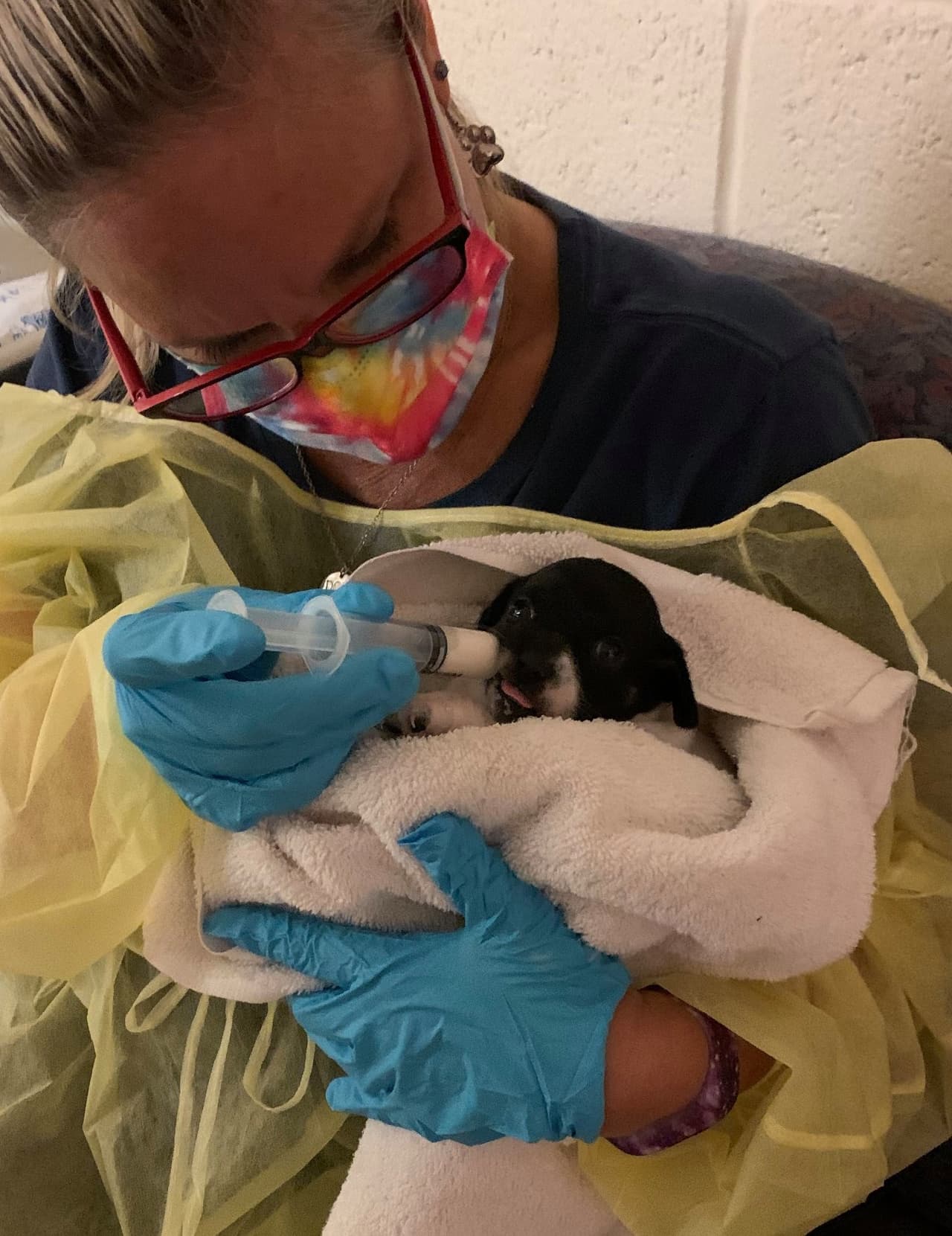 “Gracias a nuestro increíble equipo que se quedó en el refugio hasta altas horas de la noche para asegurarse de que cada uno de estos perros recibiera todo el amor y la atención que merecían”, escribieron en su página de Facebook los funcionarios de la Sociedad Protectora de Animales de Vero Beach y el condado Indian River.
<br>