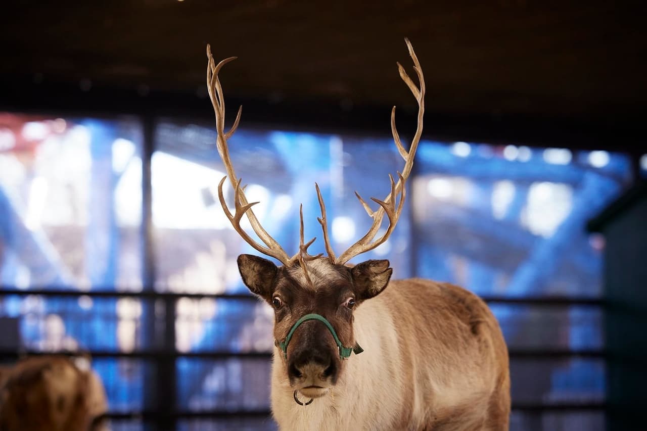 Un certificado de inspección veterinaria y un permiso de envío les da la autorización para volar de un tejado a otro en todo el estado "con el propósito de entregar juguetes". El Departamento de Agricultura otorga certificaciones e inspecciones a los animales en el estado antes de que crucen las fronteras estatales para prevenir enfermedades contagiosas.